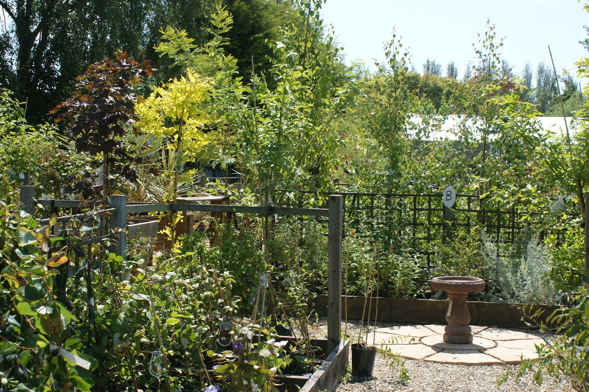 Trees Russells Garden Centre