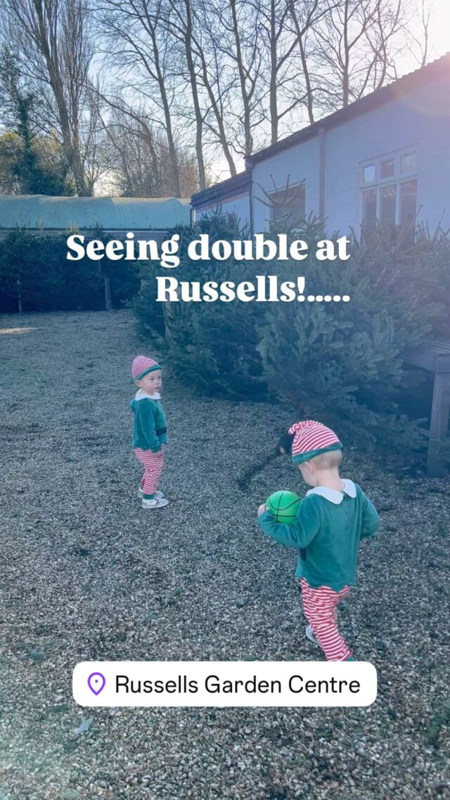 Thought I was seeing double in the Christmas tree woodland at Russell’s today - 2 very gorgeous little elves were playing with their bouncy balls - cuteness overload 🎄