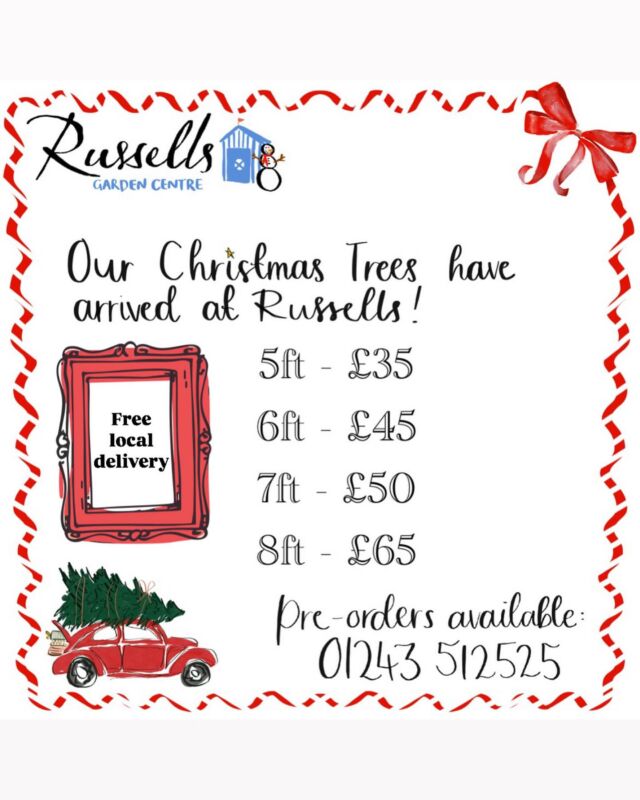 Hundreds of superb value  beautiful Nordman fir trees for you to choose from at Russell’s with help from our friendly team 🌲